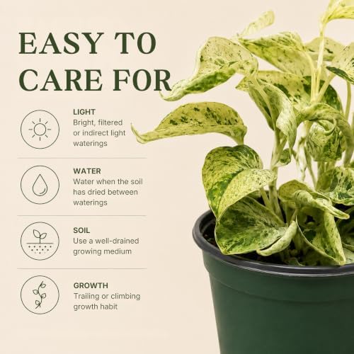 Satin Pothos Live Plant, 4 Inch Scindapsus Jade Satin Marble Queen - Image 3