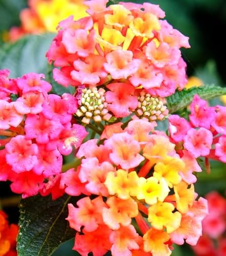 50 pcs Lantana Flower Seeds – Colorful Perennial Seeds | Drought-Tolerant - Image 7