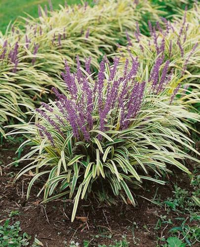 Perennial Farm Liriope M. 'Variegata' (Variegated Lilyturf) – Ornamental Grass in 4 Inch Pot, Lilac-Purple Flower Spikes, Variegated Green & Cream Foliage, Shade Tolerant, Great for Borders & Edging - Image 6