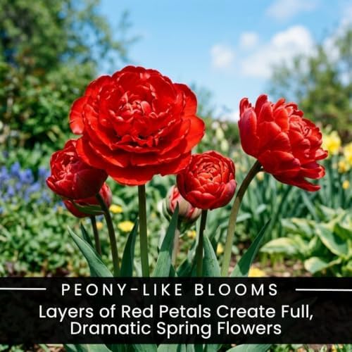 25 Miranda Double Tulip Bulbs for Fall Planting | Red Peony Spring Flowers - Image 2