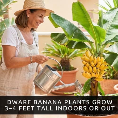 Banana Tree Seeds for Planting – 10 Seeds – Grow Your Own Tropical Banana Plant for Indoor, Patio, or Bonsai Display, Fruit-Bearing, Easy-to-Grow from Seed - Image 6
