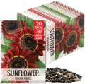 Seed Needs Moulin Rouge Sunflower Seeds to Plant Cut Flowers - 20 Packs by SeedNeeds