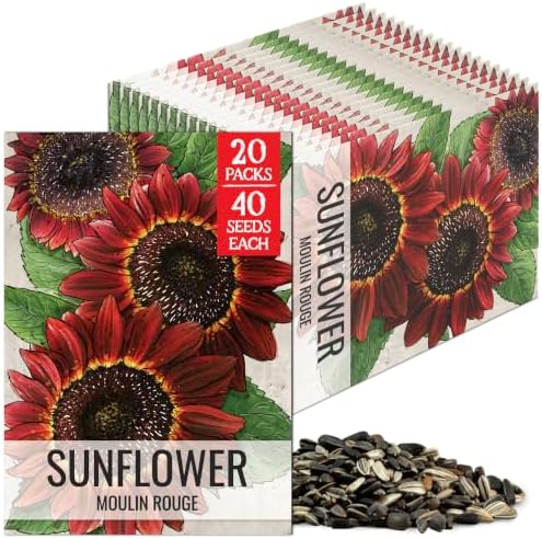 Seed Needs Moulin Rouge Sunflower Seeds to Plant Cut Flowers - 20 Packs by SeedNeeds
