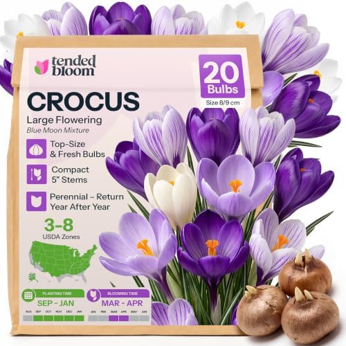 20 Large Flowering Crocus Flower Bulbs Blue Moon Mixture by Unknown