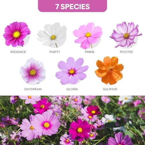 Groundio Cosmos Seeds, 7 Varieties Mix, Over 5000+ (1 OZ) Flower Seeds - Image 4