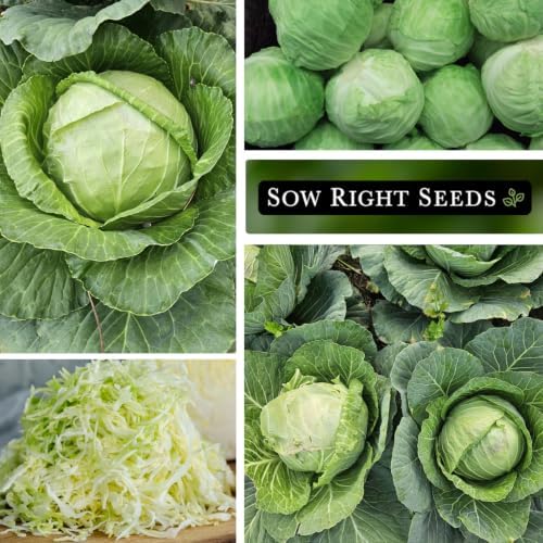 Sow Right Seeds - Brunswick Cabbage Seed for Planting Outdoors Vegetable - Image 4