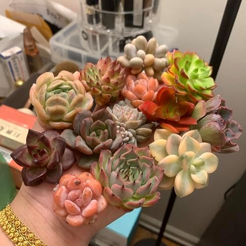 Mix DIY Rare Live Succulent Plants, 0.5-1,5" Random Mystery Bulk Succulent Live Plant, Without Pot & Soil, 12/24/100 Pcs, Garden Indoor Office Desk Decoration, Plant Gifts (100) - Image 2
