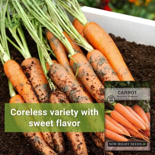Sow Right Seeds - Scarlet Nantes Carrot Seed for Planting Baby Carrots - Image 3