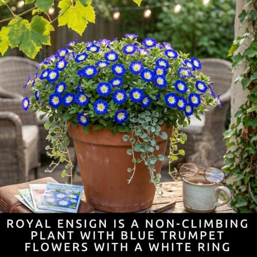 Blue Morning Glory Seeds for Planting Climbing Vine 100 Premium Seeds - Image 6