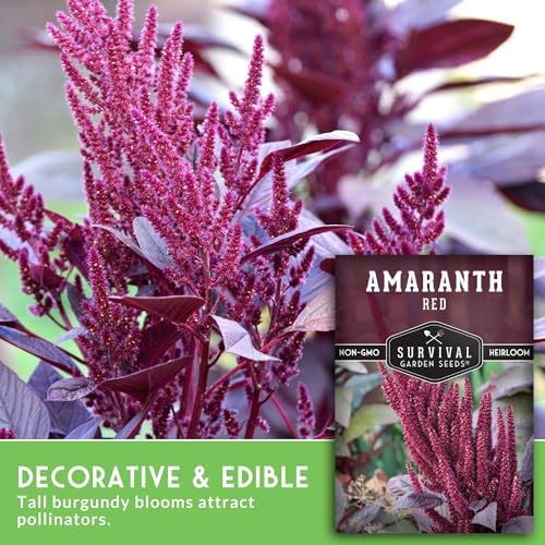 Red Amaranth Seeds for Planting - Survival Garden Seeds (2 Packs) - Image 3