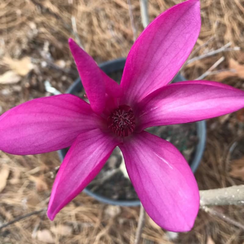 Ann Magnolia Flower Tree, Hardy Ornamental Flowering Plant, Gallon Pot - Image 5