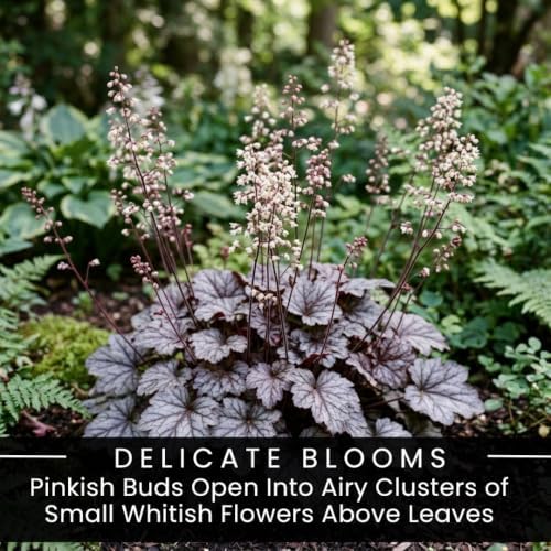 5 Silver Scrolls Coral Bells Live Plant Plugs, Heuchera Shade Perennial - Image 6
