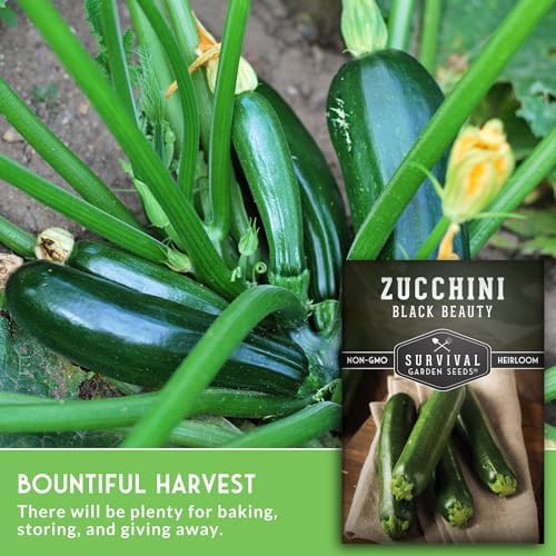Black Beauty Zucchini Seeds for Planting - 3 Packs - Image 3