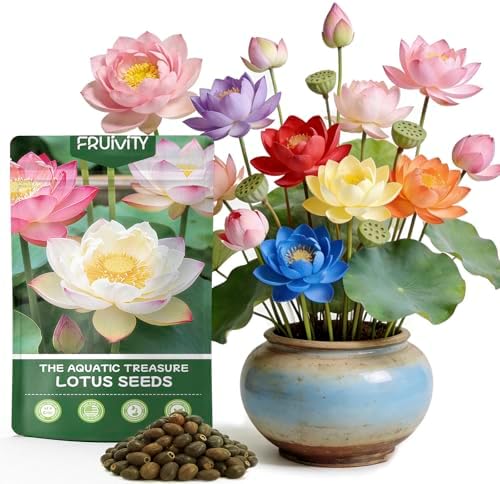 30 PCS Lotus Seeds for Planting in Water - Mixed Color Bowl Lotus Seeds, Live Pond Plant Water Lily Seeds for Indoor Bonsai, Koi Pond, Outdoor Ponds & Garden by Fruivity