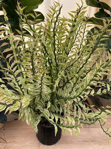 Variegated Devil's Backbone Euphorbia | Live Plant for Indoor & Outdoor | for Living Room, Office, Bathroom | (6" Pot) - Image 3