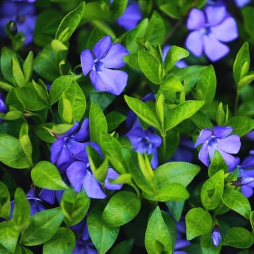 24 Vinca Periwinkle Plants, 6 Inch Tall, Ground Cover Flower Plant - Image 5