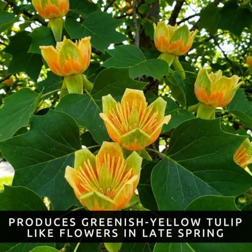 Tulip Poplar Live Tree Plants for Growing – Liriodendron tulipifera – Fast Growing Shade Trees with Tulip Flowers – Bare Root Trees for Planting Outdoors (2 Trees) - Image 3