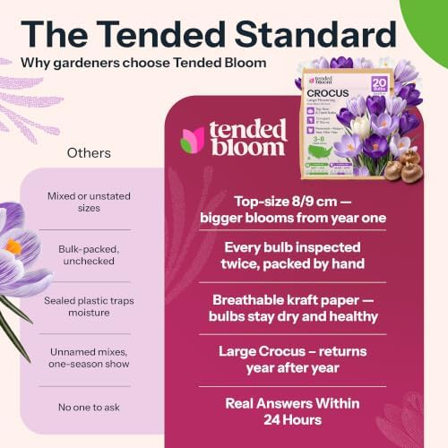 20 Large Flowering Crocus Flower Bulbs Blue Moon Mixture - Image 7