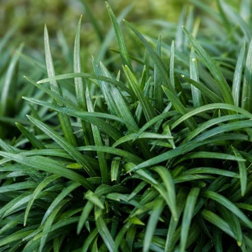 Mondo Grass - 30 Live Plants - Ophiopogon Japonicus - Live Evergreen Groundcover Plants - Shade Loving - Image 3