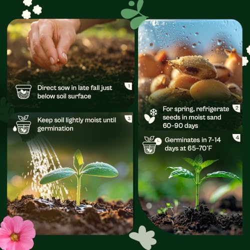 SVI 800 Mix Swiss Giants Pansy Seeds (Viola wittrockiana) – Edible Pansies Flower Seed Packets, Heirloom Garden Seed Mix, Perennial Flower Seeds Packets for Borders, Containers, Outdoor Garden - Image 5