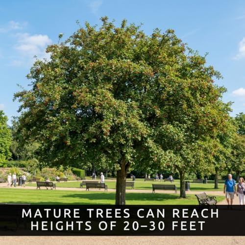 Washington Hawthorn Trees Live – Crataegus phaenopyrum – Ornamental Trees with Red Berries – Hardy Landscape Tree's for Outdoor Planting (2 Trees) - Image 6
