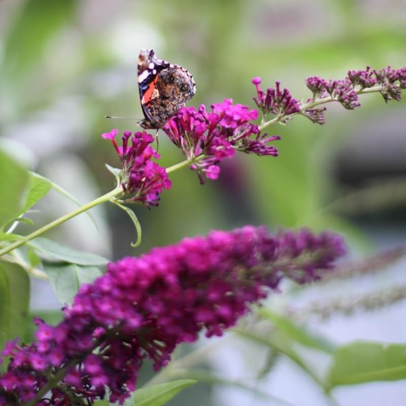 Buddleia Butterfly Bush Live Plant | 4 Inch Tall | Flowering Shrub with Deep Purple Blooms | Easy to Grow Plant for Outdoor Gardens, Borders & Pollinator Landscapes - Image 6