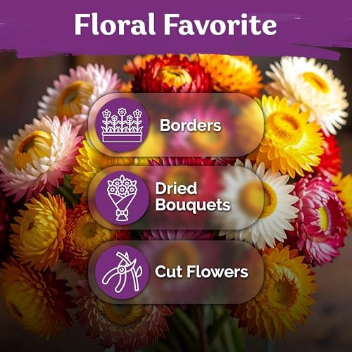 3,000 Tall Mix Strawflower Flower Seeds, Xerochrysum/Helichrysum Bracteatum - Image 6
