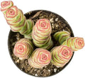 Altman Plants 3.5" Crassula Baby Necklace, Succulent Plants Live Succulents Plants Live Indoor Plants Live Houseplants Live Indoor House Plants Indoors Live Plants Outdoor Plants Live Succulent Plants by AltmanPlants