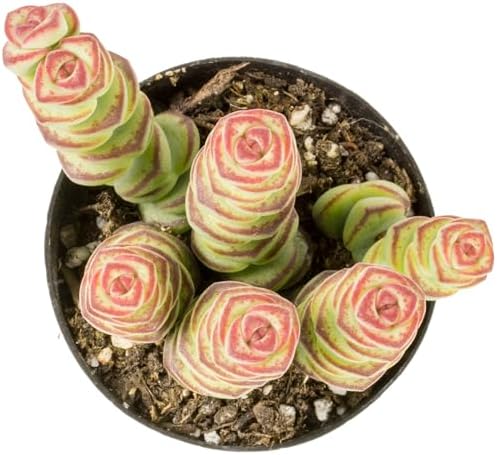 Altman Plants 3.5" Crassula Baby Necklace, Succulent Plants Live Succulents Plants Live Indoor Plants Live Houseplants Live Indoor House Plants Indoors Live Plants Outdoor Plants Live Succulent Plants by AltmanPlants