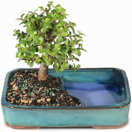 Brussel's Bonsai - Medium Jade Live Bonsai Tree, Potted Indoor Plant - Image 3