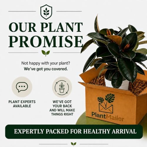 Rubber Tree Live House Plant - Large Indoor Air Purifier Plant - Dark Shiny Petals - Indoor Plants Live Houseplants for Room Decor - Elegant Ficus Burgundy Live House Plants - Image 7