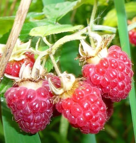 200 pcs Red Raspberry Seeds Red Raspberry Sweet Fruit Vigorous Cold-Hardy - Image 3
