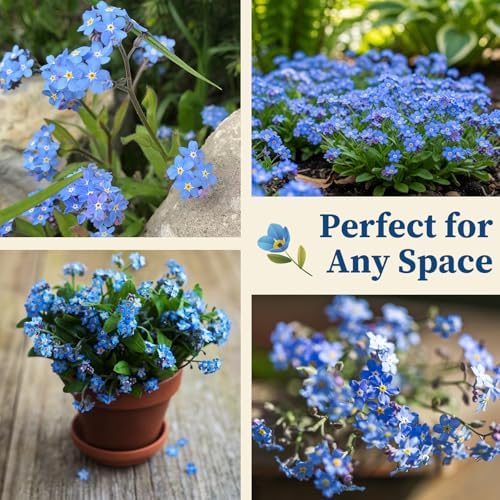 10,000+ Forget-Me-Not Seeds, Blue Cynoglossum amabile Flower for Planting - Image 7