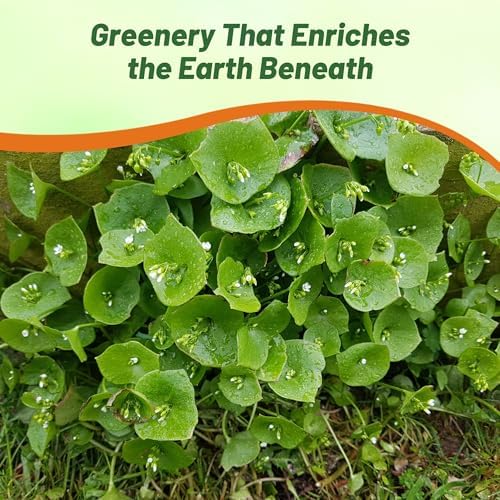 Outsidepride Winter Purslane Seeds for Planting - 10,000 Pcs Annual, Easy to Grow, Vitamin-Rich & Drought Tolerant Succulent Seeds for Culinary, Xeriscaping, Containers & Hanging Baskets (Pack of 2) - Image 5