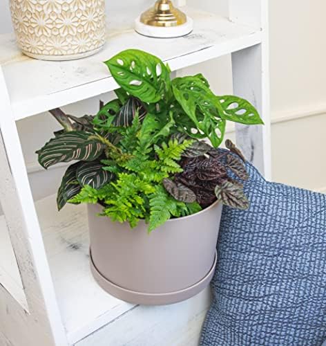 Altman Plants Classic Houseplant Collection (4PK) Live Indoor Plants in 4" Pots, Easy Care House Plants, Snake Plant, Pothos in Potting Soil, Clean Air Plants - Image 2