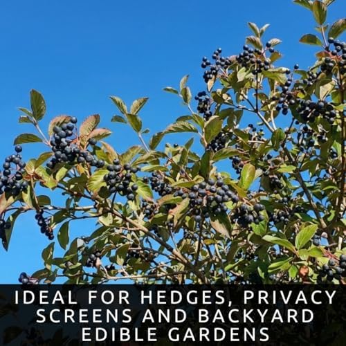 Live Nannyberry Viburnum Plants (Viburnum lentago) – Hardy Native Berry Shrubs – Wildlife Friendly Landscape Plant – Edible Fruit & Pollinator Friendly – Outdoor Garden Shrub (5 Plants) - Image 4