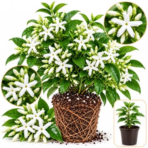 Downy Jasmine Plant Live | 4-8 Inch Tall | Soft Downy Leaves & White Blooms | Easy to Grow Live Jasmine Plant for Indoor Home Décor by GINGERGLOW