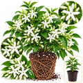 Downy Jasmine Plant Live | 4-8 Inch Tall | Soft Downy Leaves & White Blooms | Easy to Grow Live Jasmine Plant for Indoor Home Décor by GINGERGLOW
