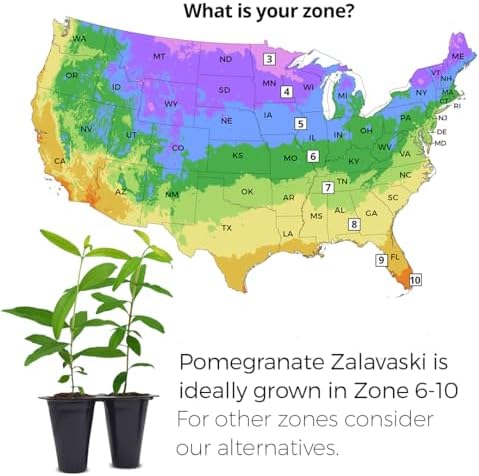 Pomegranate Salavatski Live for Sale (4 Pack) | Easy to Grow Plants | Edible Fruit Plant for Sustainable Living | Grow Your own Food on Your Edible Organic Garden| Live for Planting| 2 inch Pot - Image 6