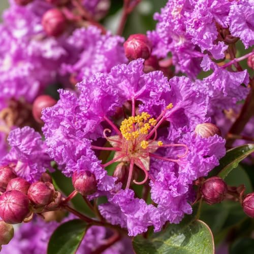 Crape Myrtle Twilight | 30 Live Plants | Deep Purple Blooms, Premium Live Plant, Ornamental Garden Centerpiece for Stunning Seasonal Displays - Image 3