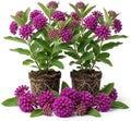 2 Purple Milkweed Plants, Live Fragrant Asclepias Plant, 4-7'' Tall by TANKDA
