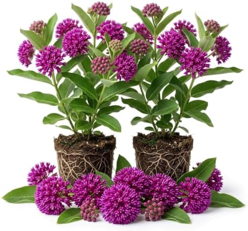 2 Purple Milkweed Plants, Live Fragrant Asclepias Plant, 4-7'' Tall by TANKDA