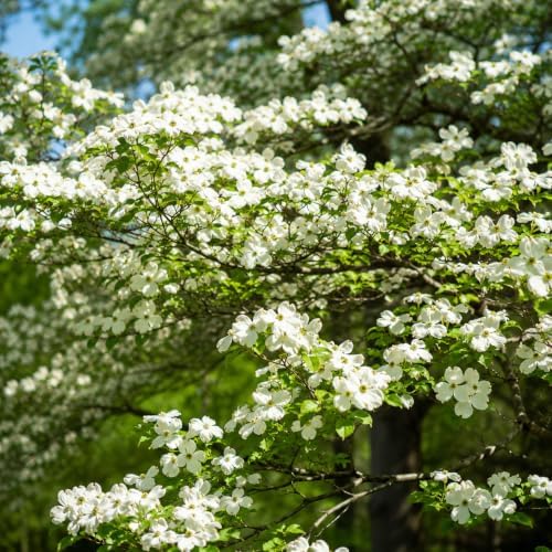 White Dogwood Plant Live for Planting, White Flowering Ornamental Tree, Dogwood Tree, 6-12 Inch Tall, Quart Pot, Dormant in Winter - Image 7