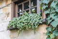 Greenwood Nursery: Live Ground-Cover Plants - Needlepoint Ivy + Hedera Helix - [Qty: 3X Pint Pots] - (Click for Other Available Plants/Quantities) by GreenwoodNursery