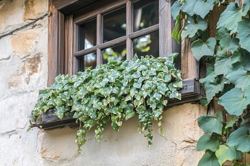Greenwood Nursery: Live Ground-Cover Plants - Needlepoint Ivy + Hedera Helix - [Qty: 10x Pint Pots] - (Click for Other Available Plants/Quantities) by GreenwoodNursery