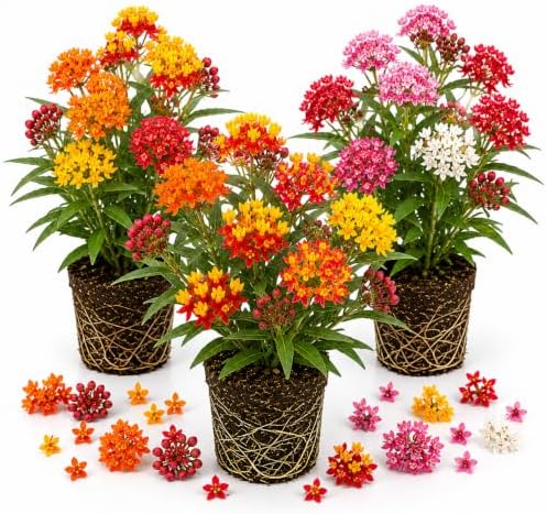 3 Mixed Milkweed Live Plants, Hardy Milkweed Shrub, 4-9 Inches by UIOTER