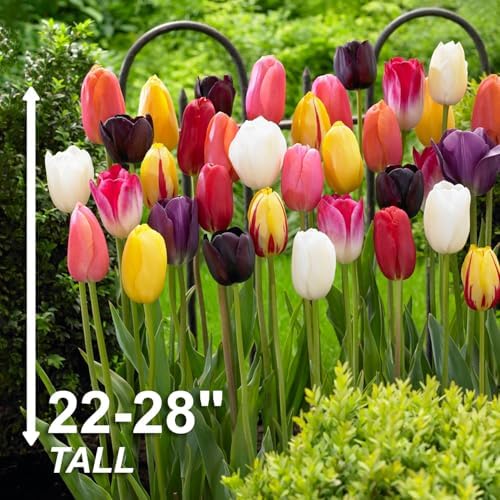 Garden State Bulb Bright Sunshine Mix Single Late Tulip Flower Bulbs, 12/+ cm (Bag of 50) - Image 3