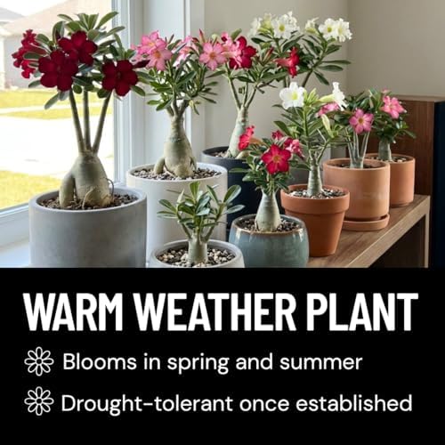 Desert Rose Seeds for Planting (Adenium Obesum) | Mixed Color Variety Bonsai Seeds | Rare Tropical Flowering Succulent | Exotic Indoor & Outdoor Ornamental Plant (25 Seeds) - Image 3