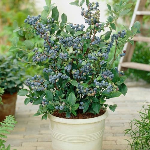 Brighter Blooms Top Hat Blueberry Bush, 1 Gallon by BrighterBlooms