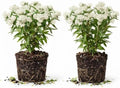 2 White Butterfly Milkweed Plants Live, Asclepias Tuberosa Tropical Flowers by UIOTER